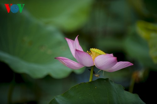 La beauté des lotus de Hue charme l’âme - ảnh 6